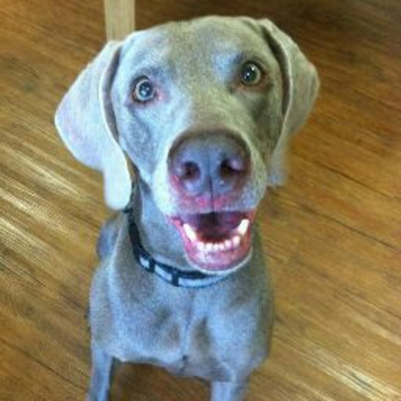 Meet your Posher, Patrick - Picture 1 of 1